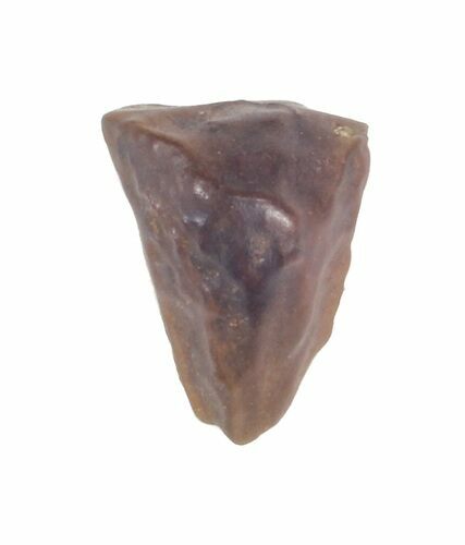 Triceratops Shed Tooth - Montana #41301